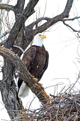 Bald Eagle