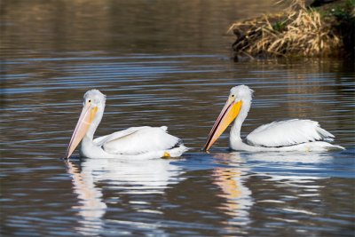 White Pelican