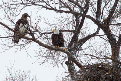 Bald Eagle- immture approaches nesting pair