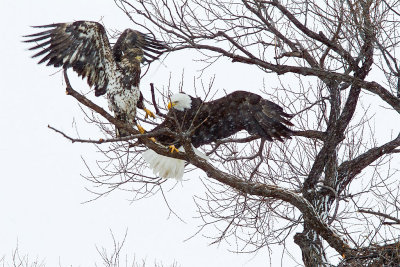 Bald Eagle- And is driven off.