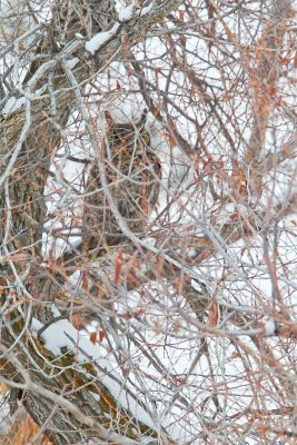 Great Horned Owl