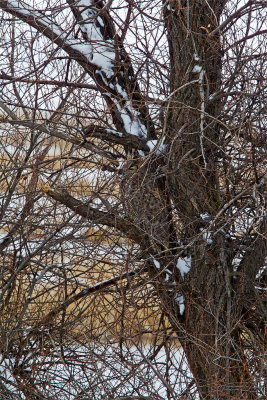Great Horned Owl