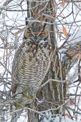 Great Horned Owl
