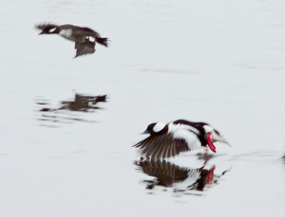 Bufflehead Blur
