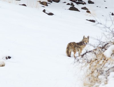 Coyote-Nemesis of the Geese on Tule Lake Refuge