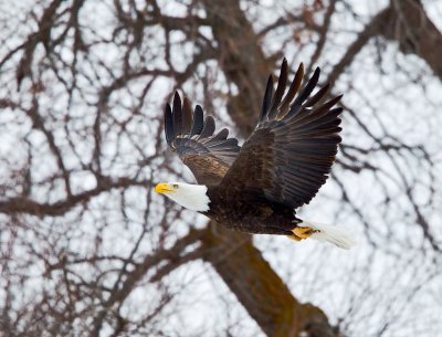 Bald Eagle
