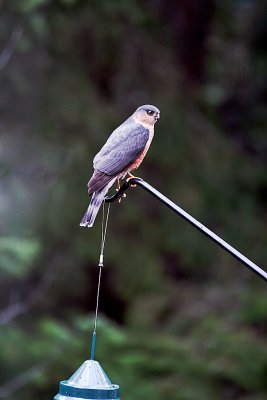 Sharp shinned Hawk