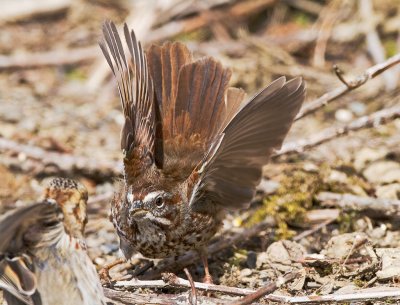 Song Sparrow Fighting Harris Sparrow for food