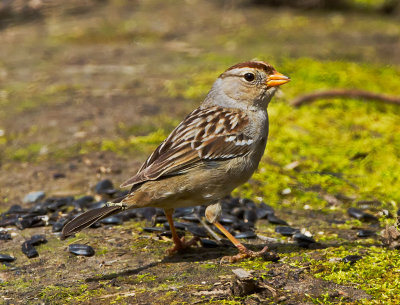 imm White Crowned Sparrow