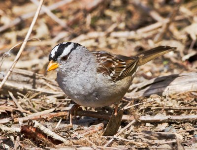 White Crowned Sparrow (gambelli)