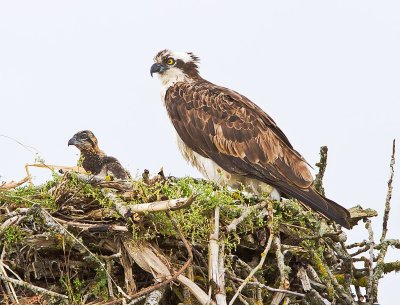 Osprey