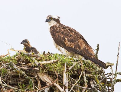 osprey