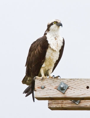 Osprey