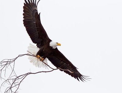 Bald Eagle