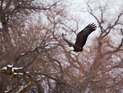 Bald Eagle
