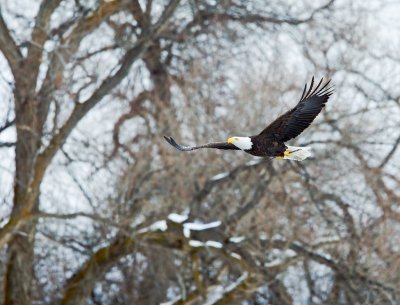Bald Eagle