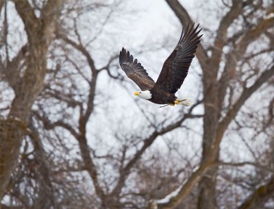 Bald Eagle