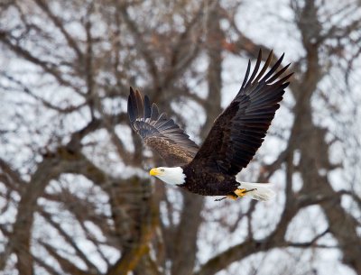 Bald Eagle