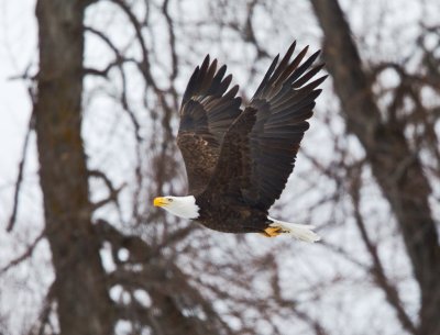 Bald Eagle
