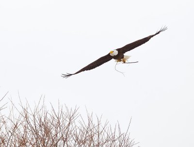 Bald Eagle