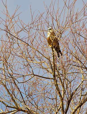 Rough legged Hawk