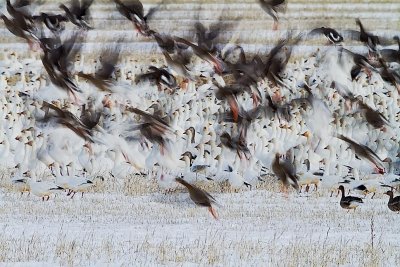 Snows and Greater White Fronted Geese