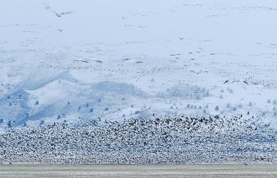 Snows and Greater White Fronted Geese