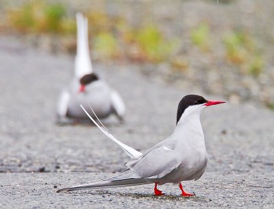 Arctic Tern