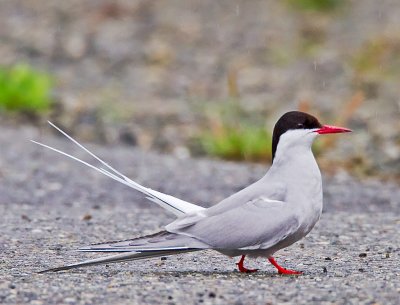 Arctic Tern