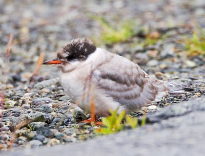 Arctic Tern