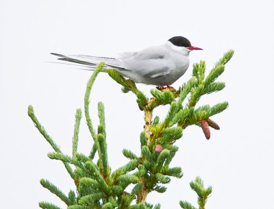 Arctic Tern