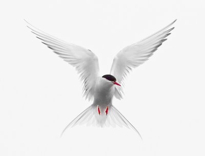 ::Arctic Tern::