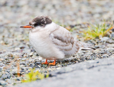 Arctic Tern