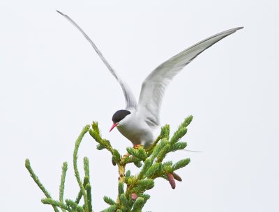 Arctic Tern