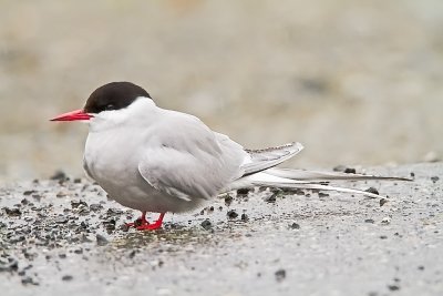 Arctic Tern