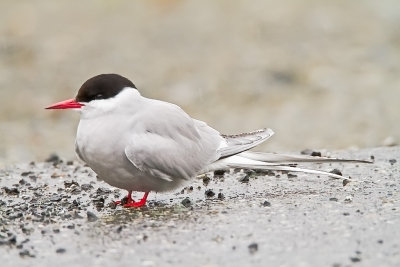 Arctic Tern