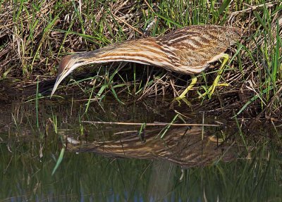 American Bittern