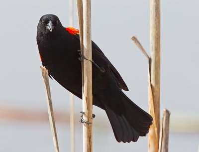 Red WIng Blackbird