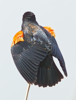 Red WInged Blackbird