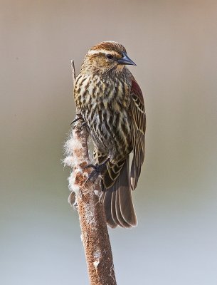 Red Winged Blackbird female