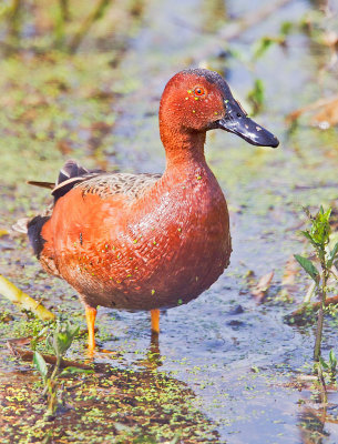 Cinnamon Teal