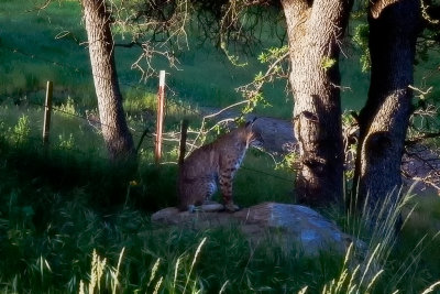 Bobcat