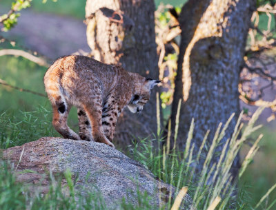 Bobcat