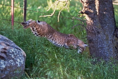 Bobcat