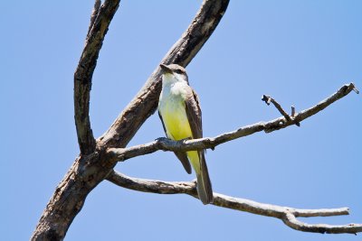 Thick Billed Kingbird