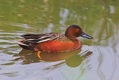 Cinnamon Teal