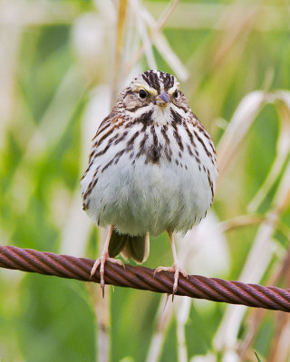 Savannah Sparrow