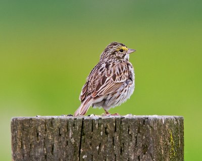 Savannah Sparrow