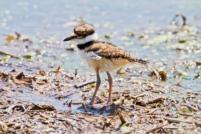 Killdeer chick