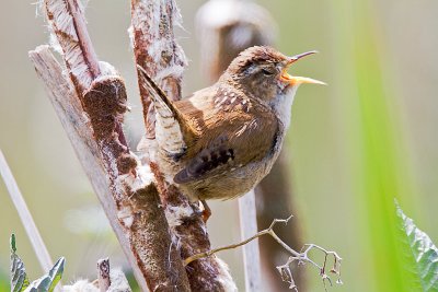 Marsh Wren